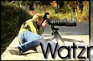 Watzmann-Pictures - Weltweite Tierfotografie